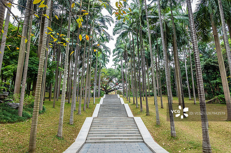 亚热带丛林的阶梯图片素材