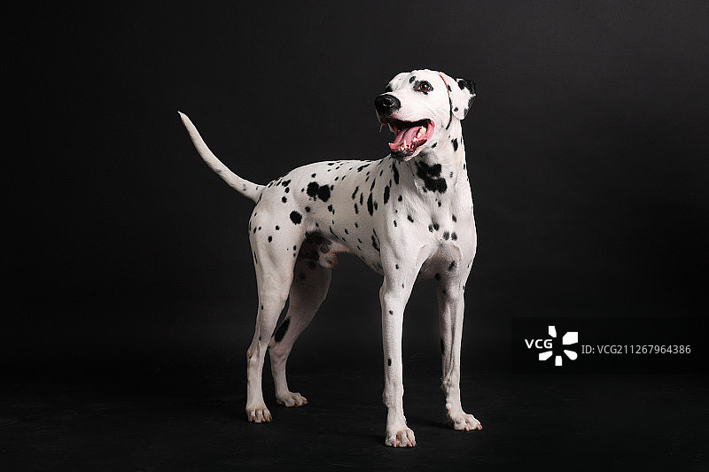 大麦町犬图片素材