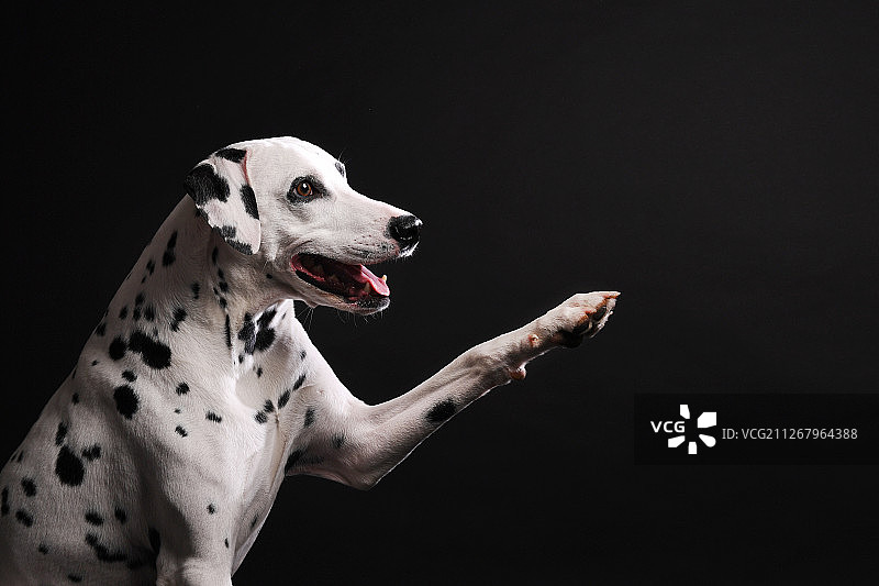 大麦町犬图片素材