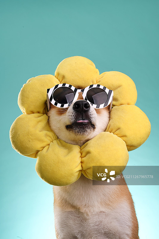 戴墨镜的柴犬图片素材