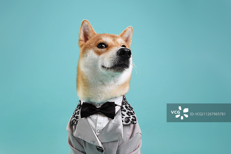 穿西装的柴犬图片素材