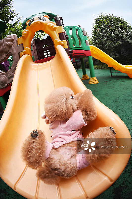 玩滑梯的贵宾犬图片素材