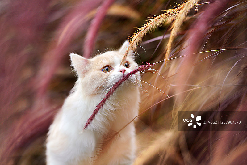 可爱的猫咪图片素材