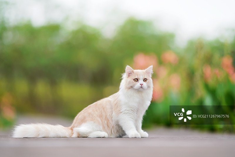 可爱的猫咪图片素材