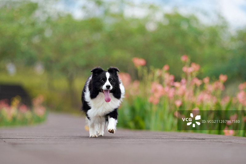 公园里散步的边境牧羊犬图片素材