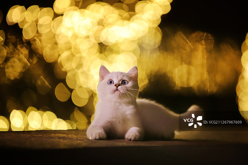 夜景中的猫图片素材