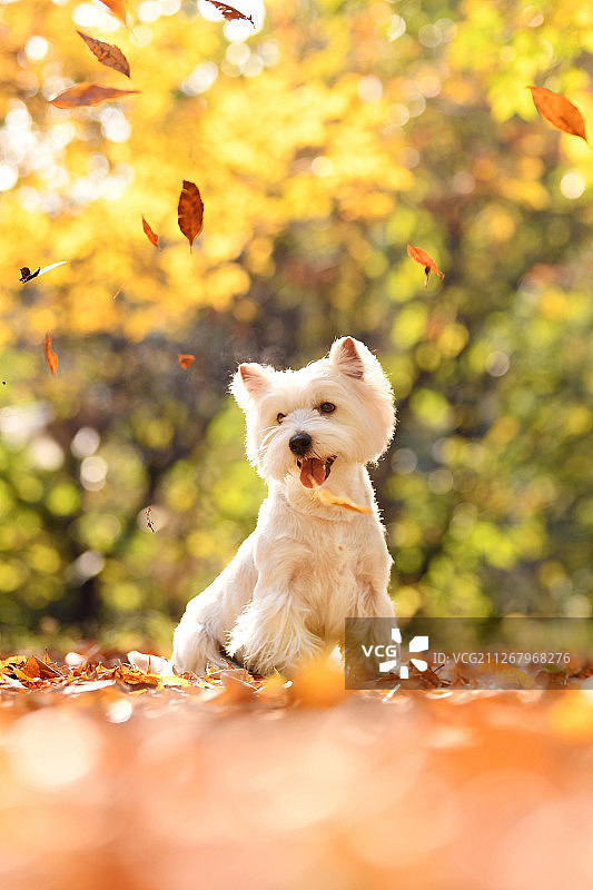 秋景中的西高地白梗图片素材