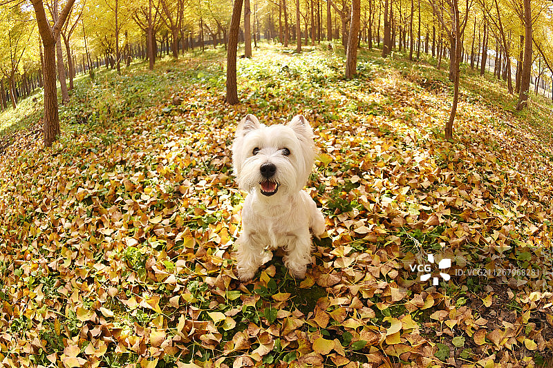 秋景中的西高地白梗图片素材