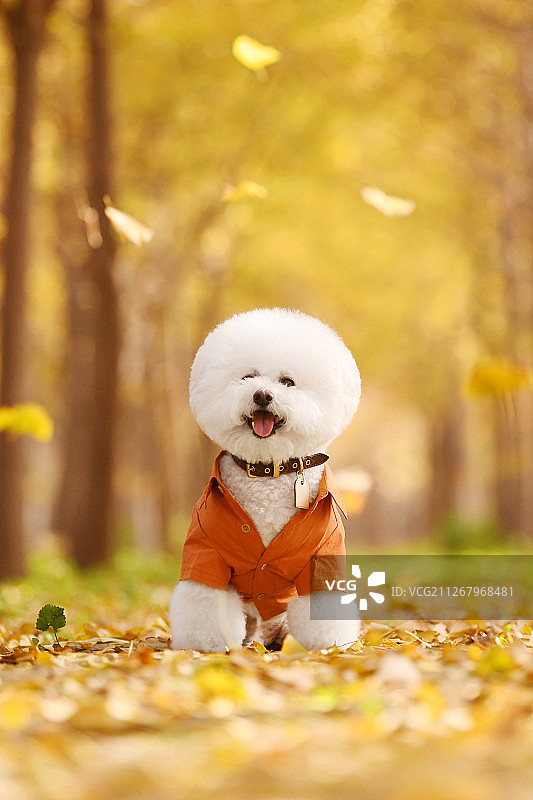 秋景中的比熊犬图片素材