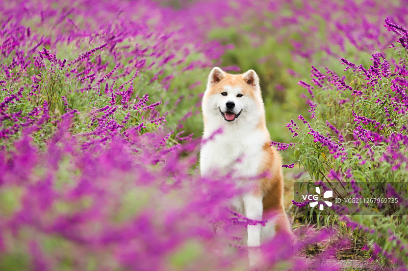 花丛里的秋田犬图片素材