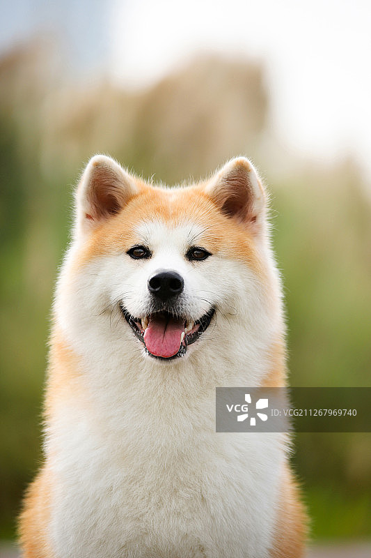 公园里的秋田犬图片素材