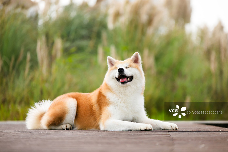 公园里的秋田犬图片素材