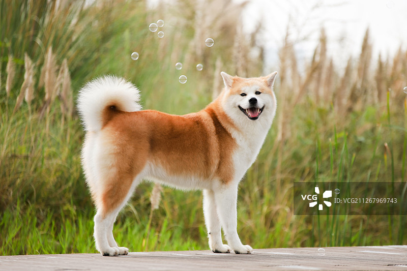 公园里的秋田犬图片素材