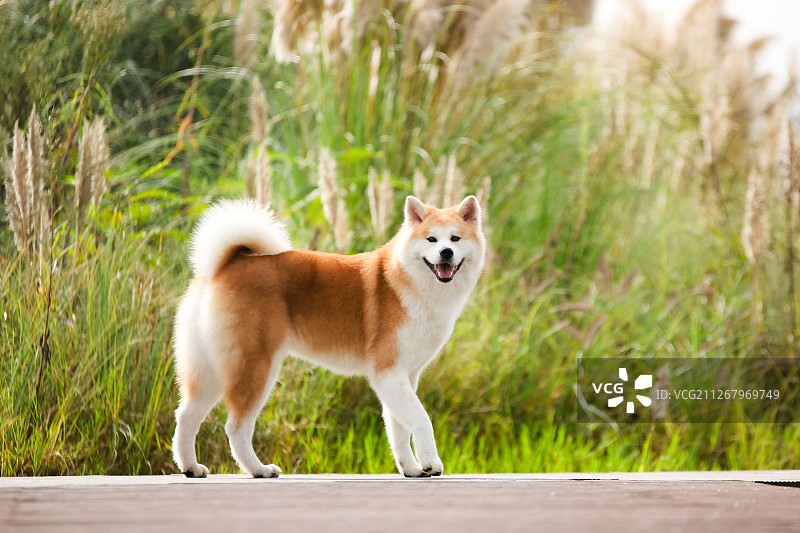 公园里的秋田犬图片素材