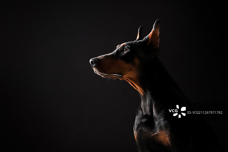 黑色背景中的杜宾犬图片素材