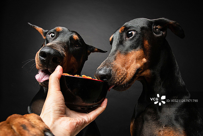 正在吃饭的两只杜宾犬图片素材