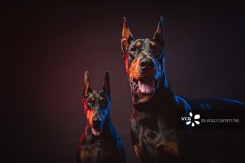 两只杜宾犬图片素材