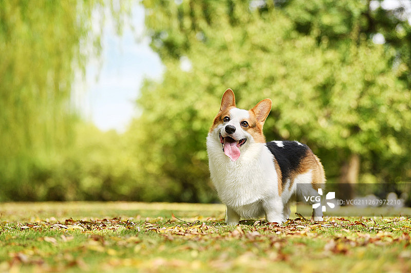 公园里的柯基犬图片素材