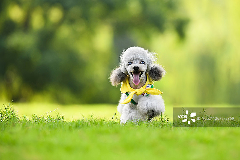 草地上的灰色贵宾犬图片素材