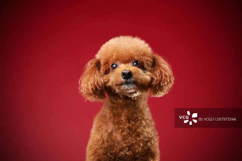 红色背景中的贵宾犬图片素材