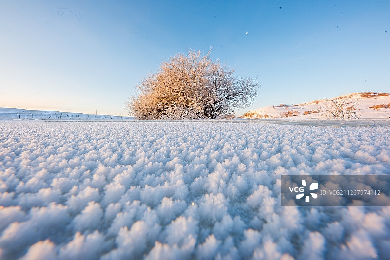 严冬里的树图片素材