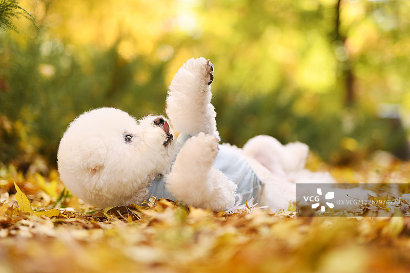 秋景中的比熊犬图片素材