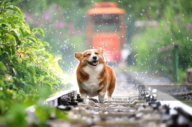 雨中的柯基犬图片素材