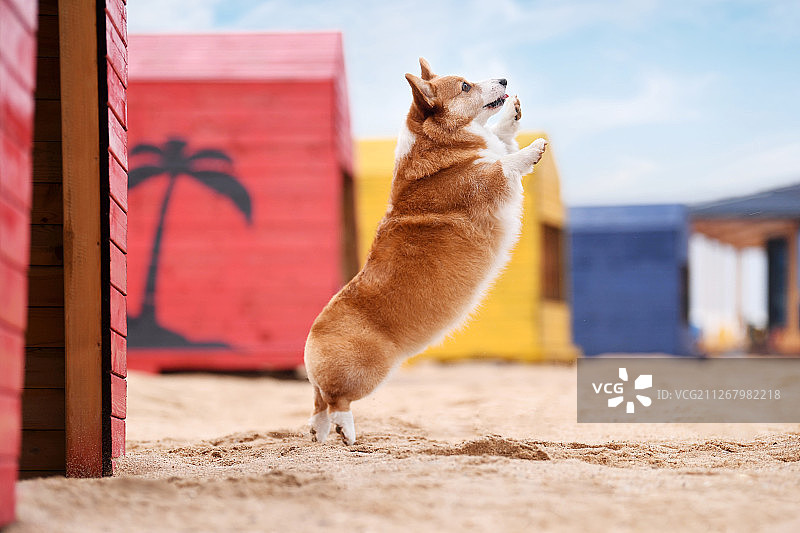 海边的柯基犬图片素材