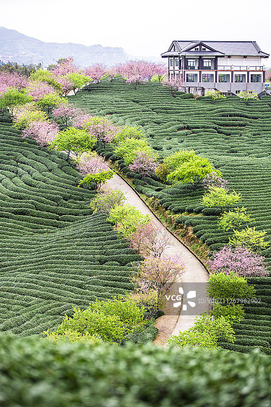 春天的福建龙岩漳平永福樱花园图片素材