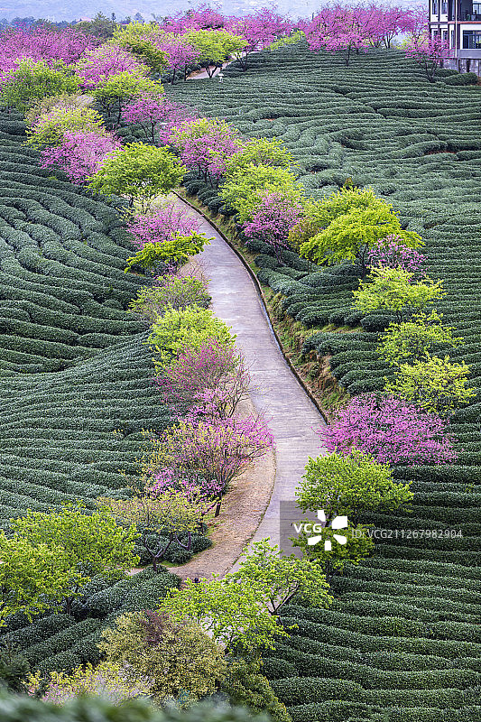 春天的福建龙岩漳平永福樱花园图片素材