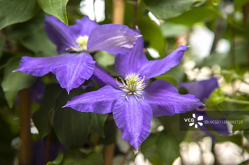新鲜盛开的桔梗图片素材
