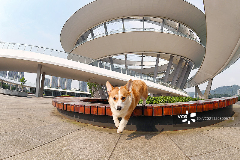 可爱的柯基犬图片素材