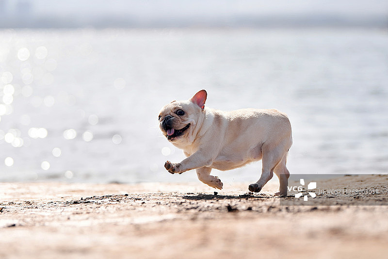 可爱的法国斗牛犬图片素材