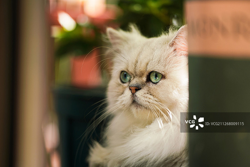 家中的加菲猫图片素材