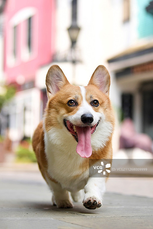 在街头散步的柯基犬图片素材