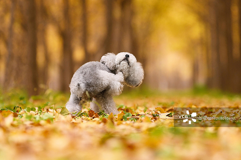 秋景中的灰色贵宾犬图片素材