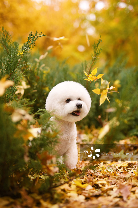 秋景中的比熊犬图片素材