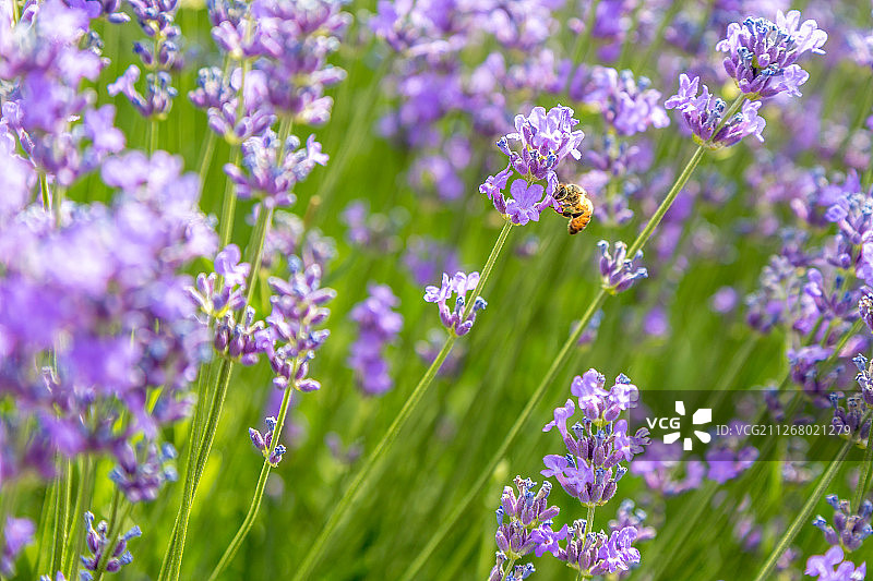 新疆伊犁薰衣草图片素材