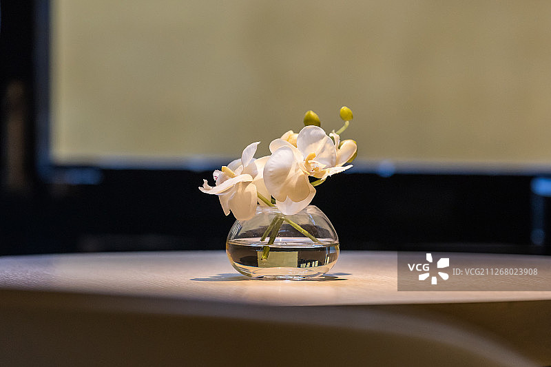 静物植物兰花花瓶图片素材