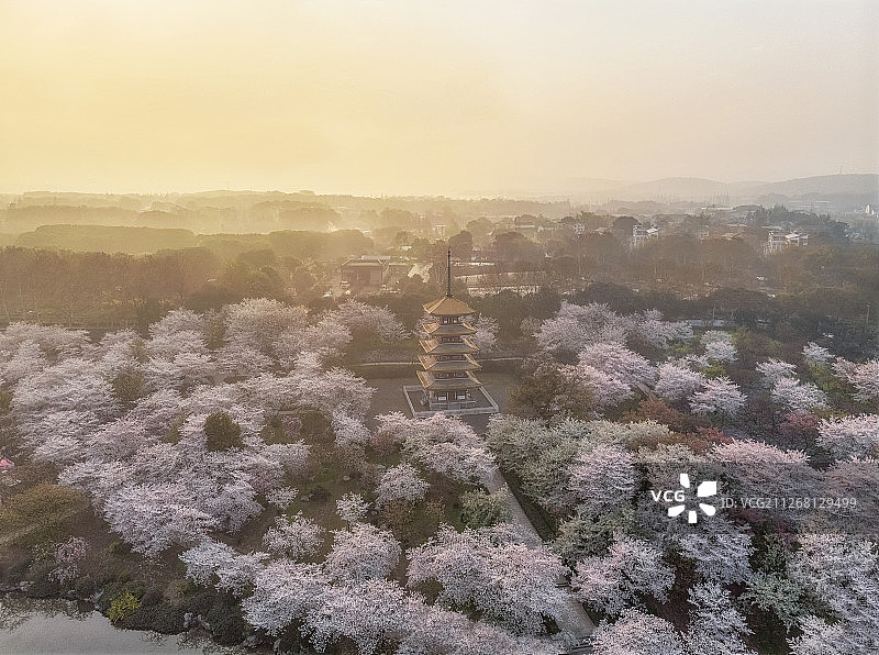 武汉东湖樱花园图片素材