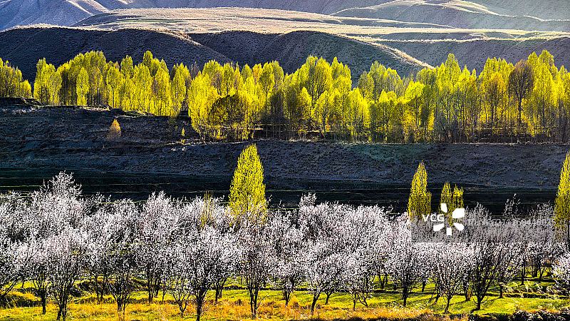 春天的杏花和杨树图片素材