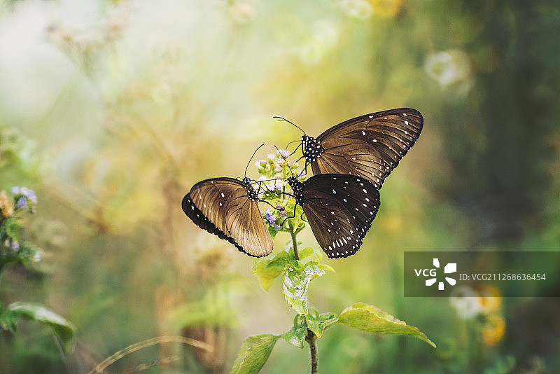 特写植物与蝴蝶图片素材