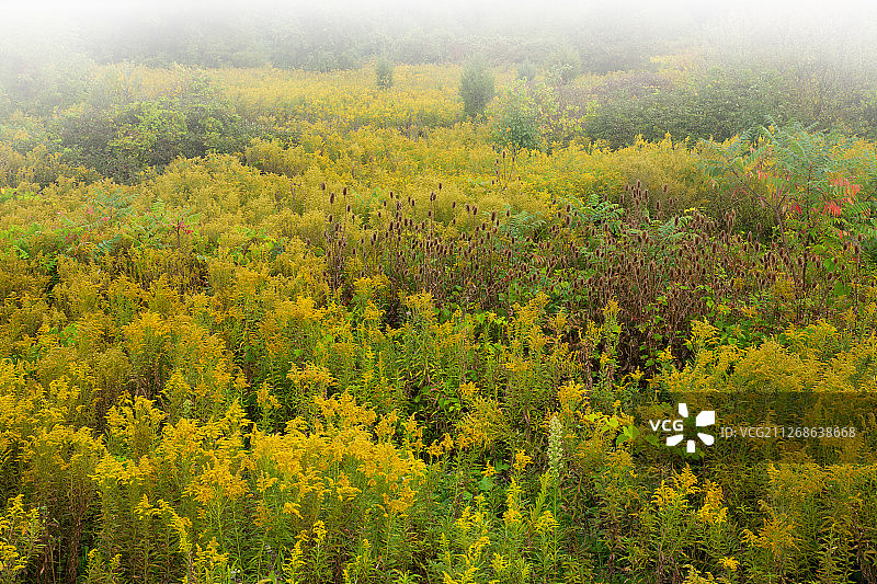雾中的金鸡菊草甸图片素材