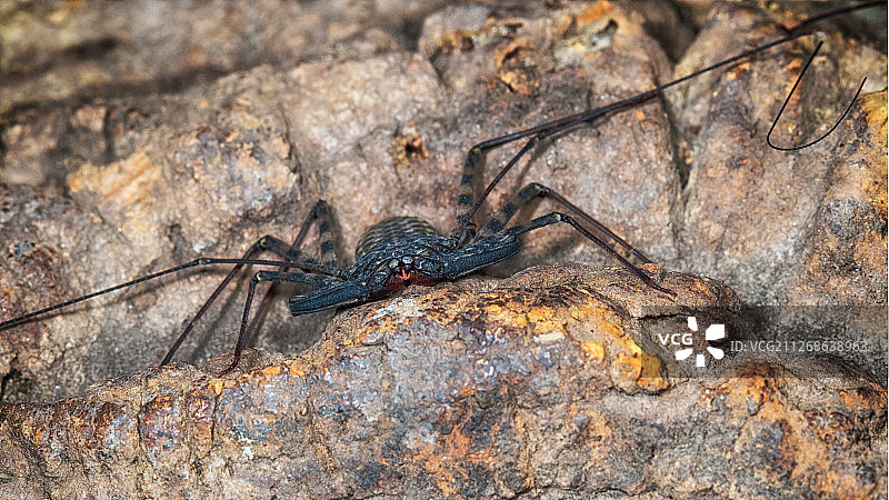 蝎子潜伏特写图片素材