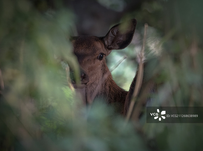 加纳塞康第-塔科拉迪大都会区灌木丛中的鹿图片素材