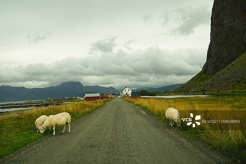 挪威罗弗敦群岛埃格姆的白色山羊图片素材