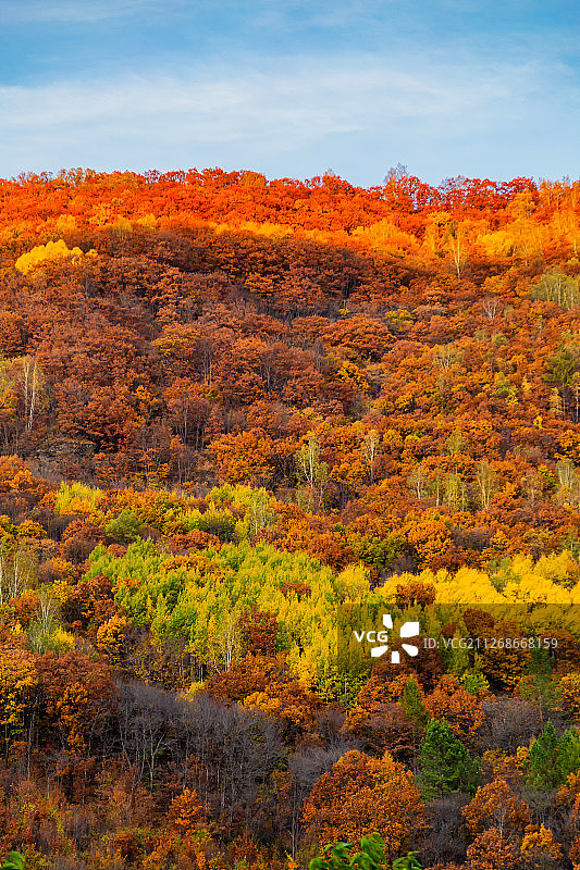 东北秋季户外森林高清大图图片素材