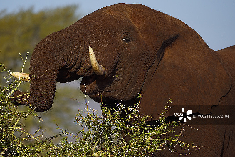 大象吃树图片素材