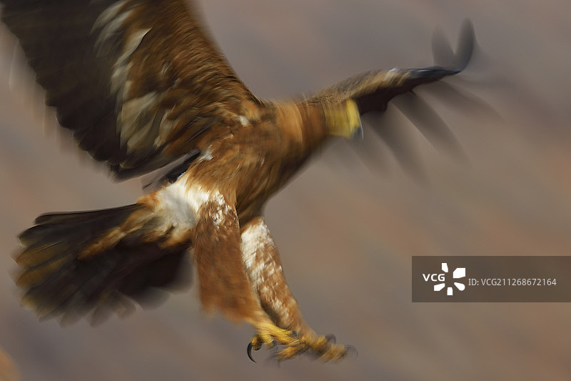 飞翔中的老鹰图片素材