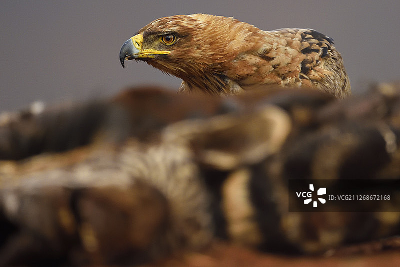 黄褐色老鹰图片素材